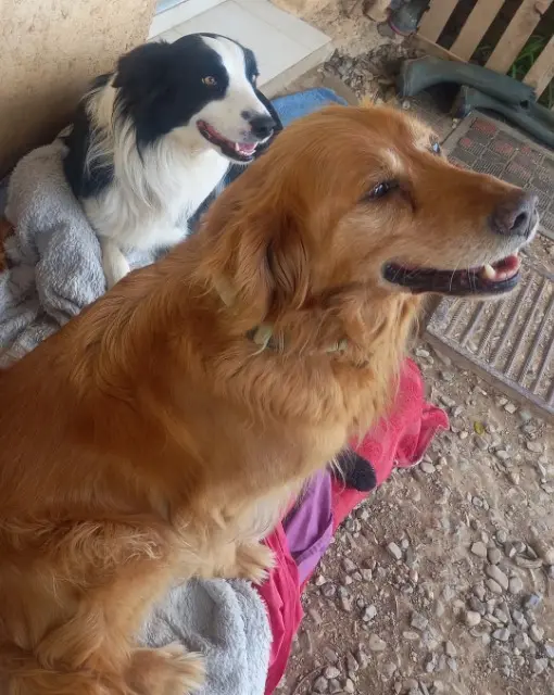 chien lost   11120 Saint-Marcel-sur-Aude Melchior et Balou