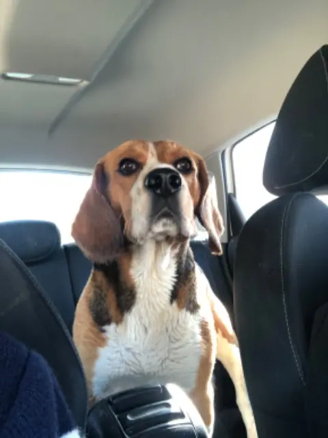 chien lost   11290 Lavalette Rainbow