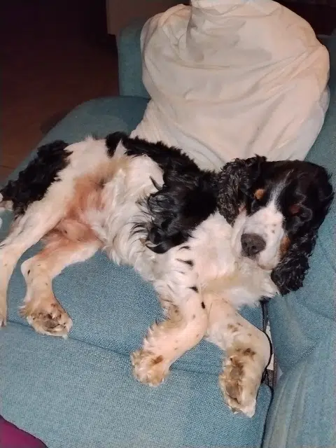 chien lost   11800 Barbaira Rocket