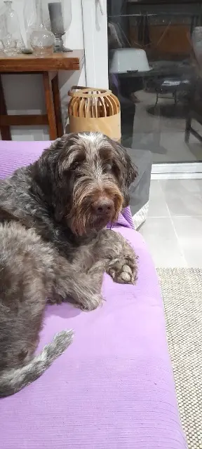 chien lost   11570 Cavanac Rocky