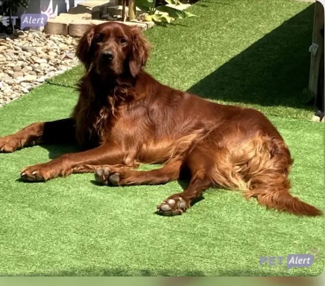 chien lost   11600 Villalier Simon