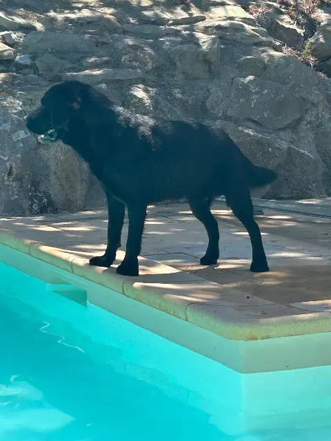 chien lost   11480 La Palme Spider