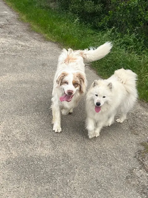 chien lost   11610 Pennautier Tex