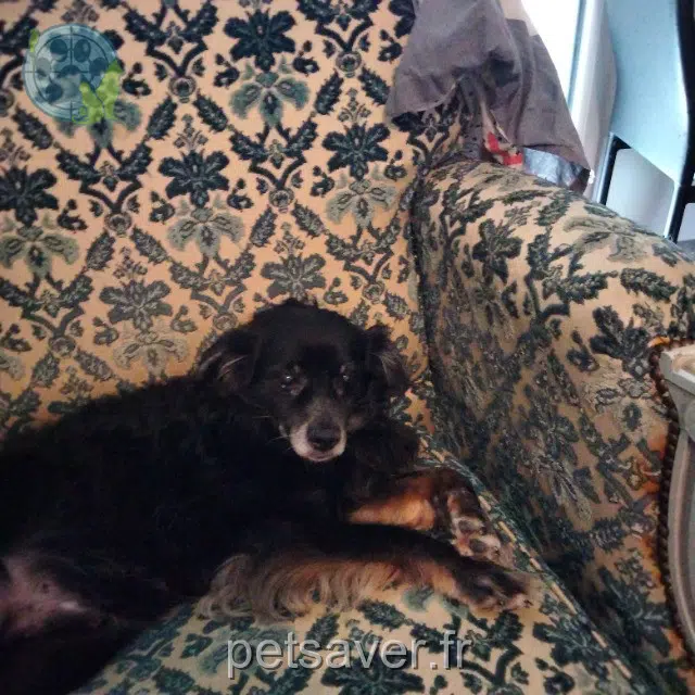 Hund lost   11300 Limoux Titou