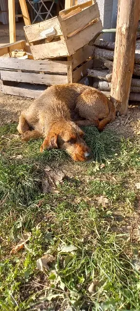 chien lost   11190 Bugarach Truc
