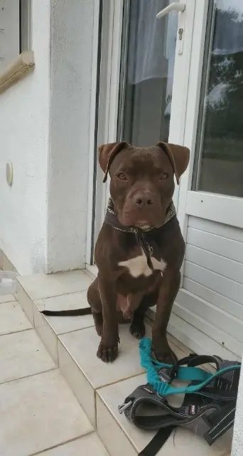 chien lost   12300 Decazeville Adees