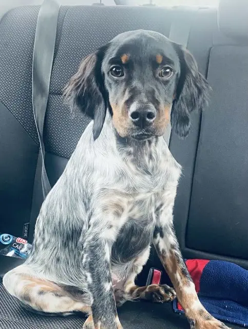 chien lost   12330 Marcillac-Vallon Aiko