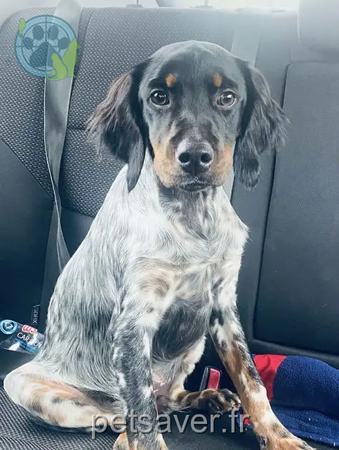 cane perso 12330 Marcillac-Vallon Aiko cane lost 12330 Marcillac-Vallon Aiko