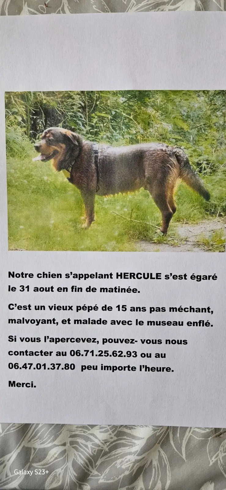 Chien Perdu 12 Aveyron Chien Perdu 12 Aveyron