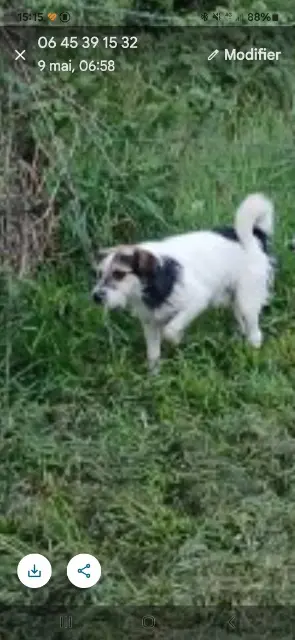 chien perdu 12120 Salmiech Popeye chien lost 12120 Salmiech Popeye
