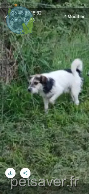 Hund vermisst 12120 Salmiech Popeye Hund lost 12120 Salmiech Popeye