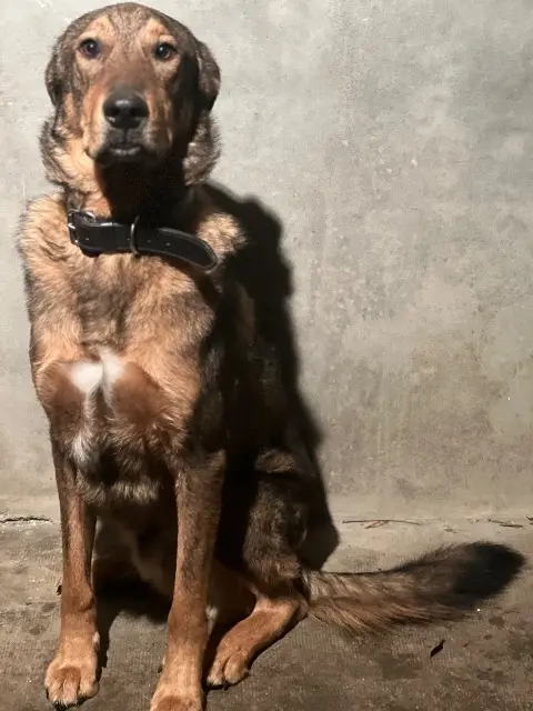 chien lost   12220 Lugan Scamp