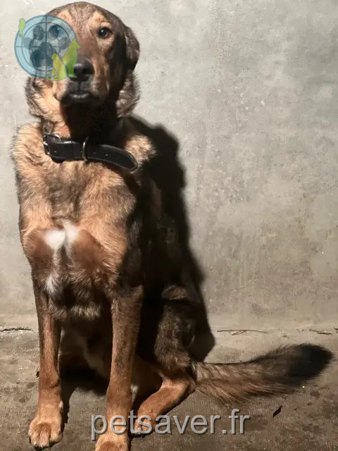 cão perdido 12220 Lugan Scamp cão lost 12220 Lugan Scamp