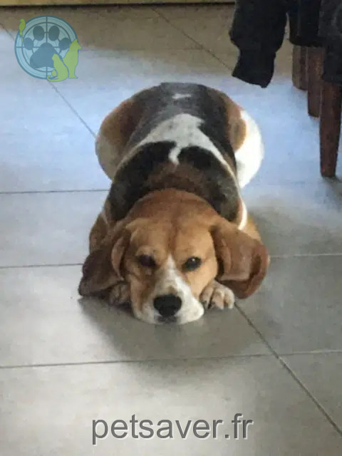 chien lost   12560 Campagnac Swing