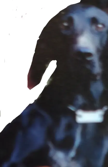 chien lost   12150 Sévérac d'Aveyron Mil