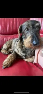 chien lost   12300 Decazeville Tommy