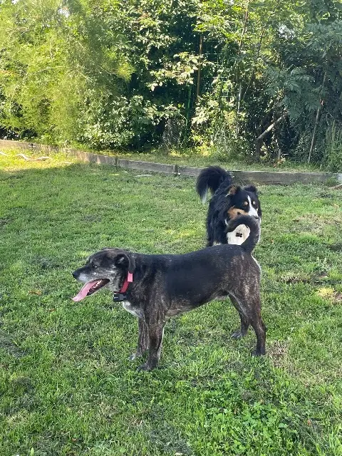 chien lost   12290 Le Vibal Tor