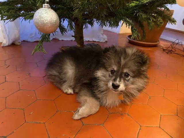 chien lost    Aix-en-Provence Aïko