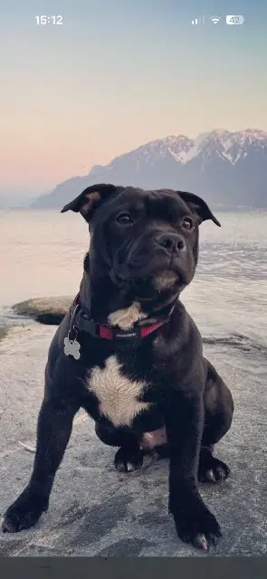 chien lost    Aix-en-Provence Iz