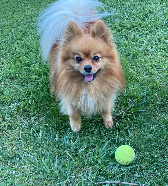 chien lost    Aix-en-Provence Magnum