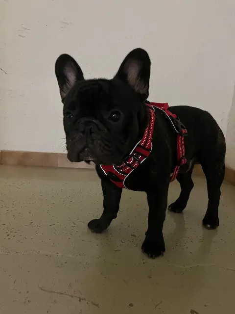 chien lost    Aix-en-Provence Pablo