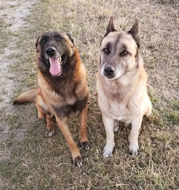 chien lost    Arles Amarok