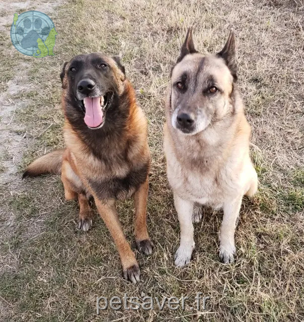 dog lost Arles Amarok dog lost Arles Amarok