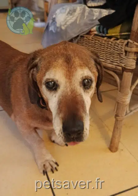 chien lost   13410 Lambesc Andy