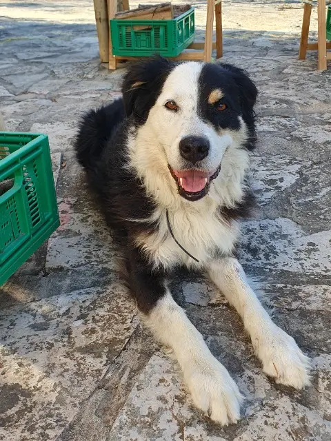 chien lost   13122 Ventabren Bambou