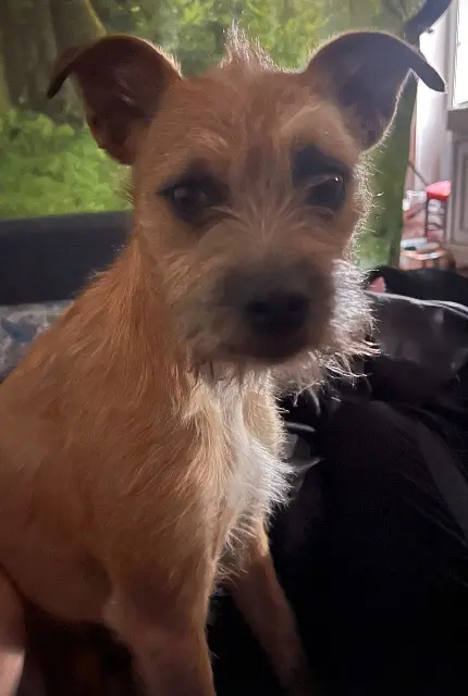 chien lost   13560 Sénas Barney