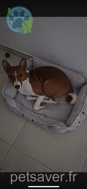 chien lost   13790 Rousset Chase