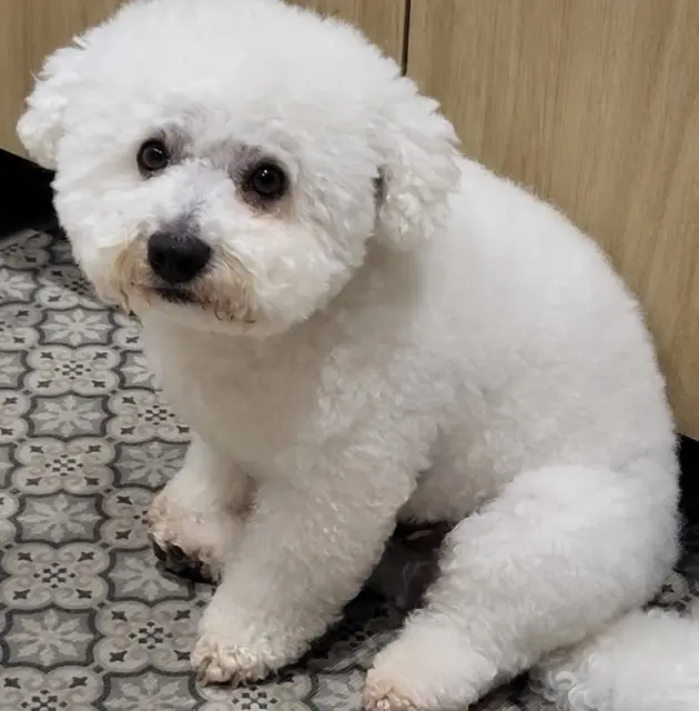 chien lost   13190 Allauch DODO