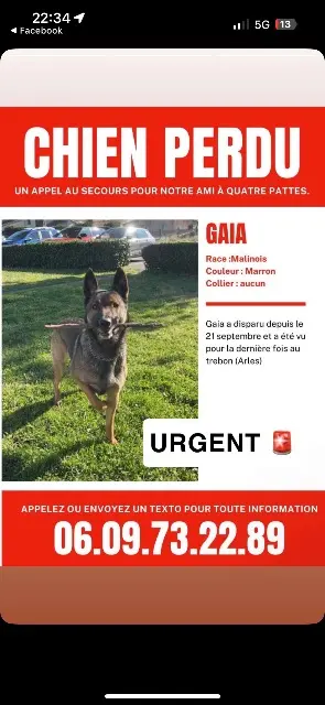 chien lost    Arles Gaia