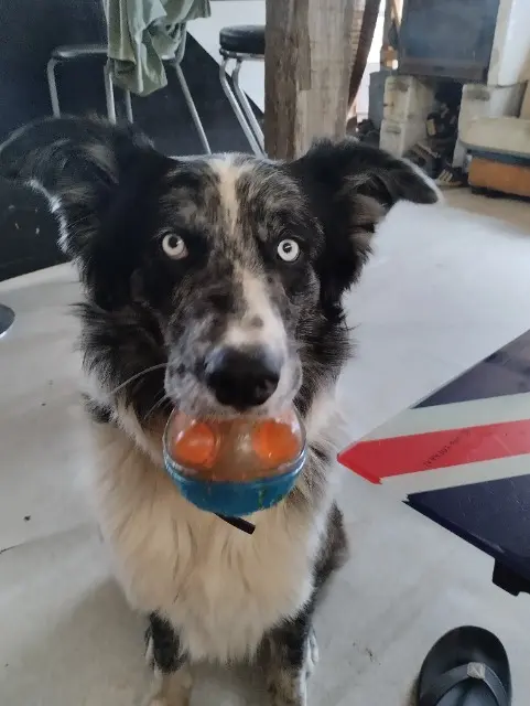 chien lost   13230 Port-Saint-Louis-du-Rhône Hendy