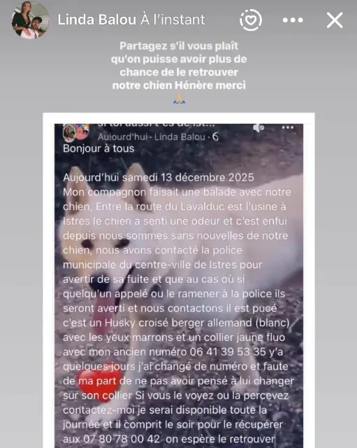 chien lost    Istres Hénère