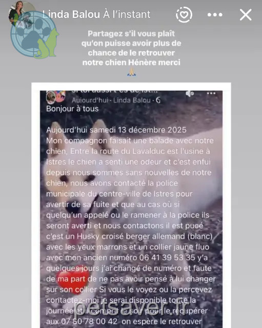 perro perdido Istres Hénère perro lost Istres Hénère