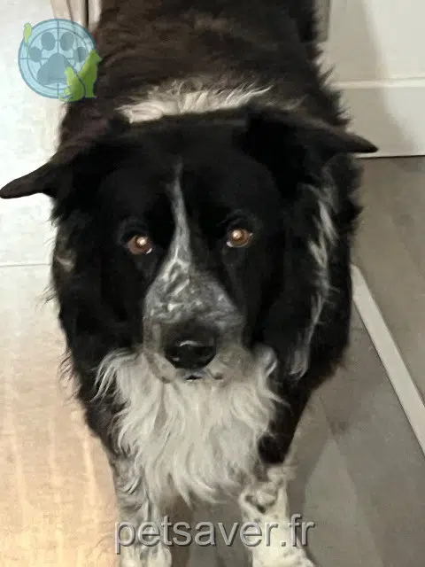 chien lost   13680 Lançon-Provence Jazz