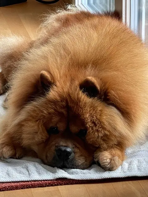 chien lost   13810 Eygalières Jordan