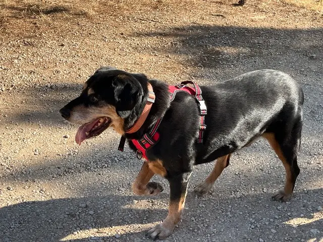 chien lost   13122 Ventabren Junior