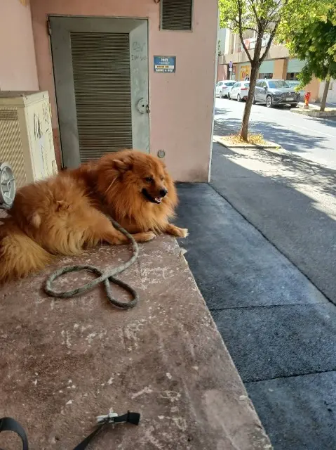 chien lost   13400 Aubagne Leffy