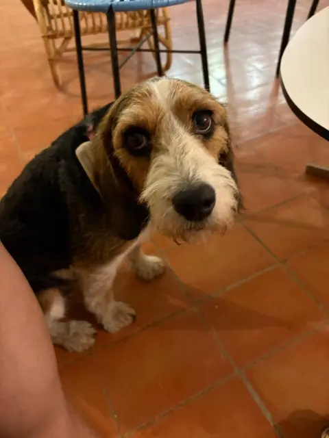 chien lost   13300 Salon-de-Provence Mario