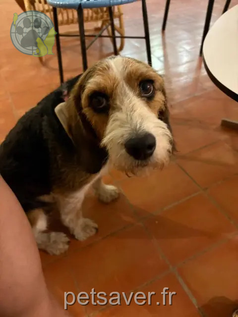 chien perdu 13300 Salon-de-Provence Mario chien lost 13300 Salon-de-Provence Mario