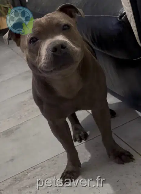 chien lost    Marseille Aïko