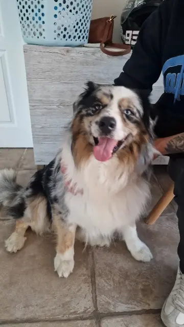 perro lost    Marseille Bob