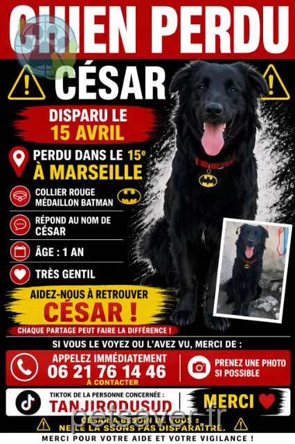 chien lost    Marseille Cesar