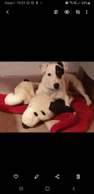 chien lost    Marseille Harry