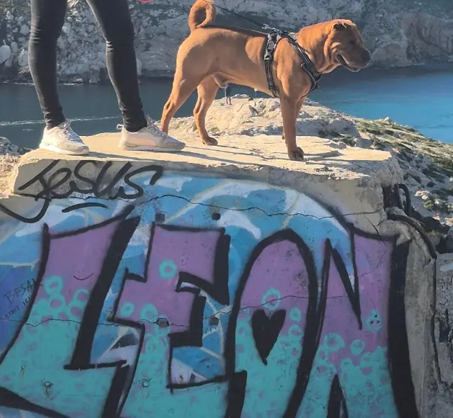 chien lost    Marseille Léon