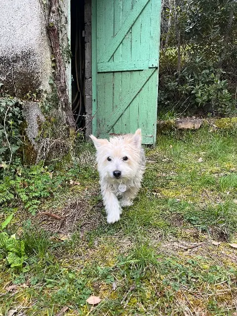 chien lost    Marseille Manou