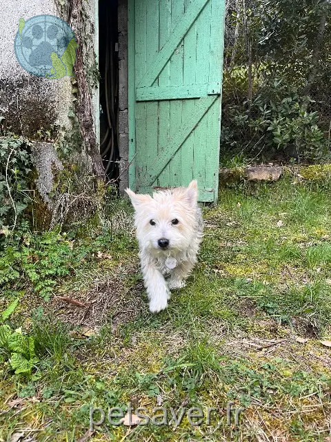 hond vermist Marseille Manou hond lost Marseille Manou
