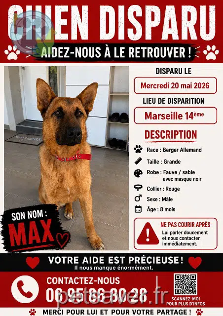 chien lost    Marseille Max
